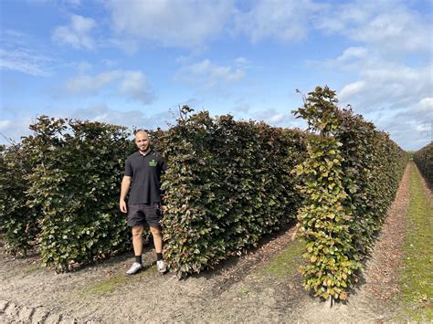 Copper Beech Instant Hedging Units Fagus Sylvatica Atropurpurea Harrod Outdoors