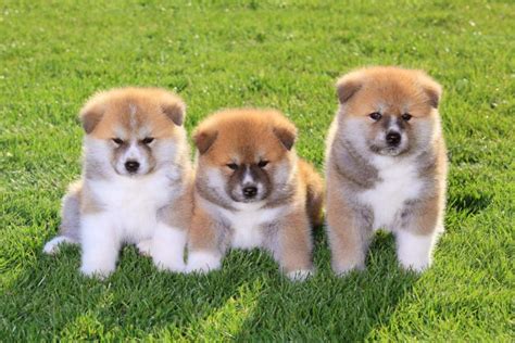 Akita Puppy Stages Guide: What to Expect for Each Stage