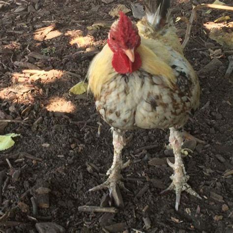 Scaly Leg Mite Infestation In Chickens