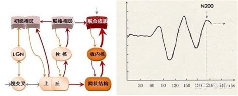 大脑工作机制（48）：（续完）——事件相关电位（erp）对应的神经环路工作过程及心理活动 知乎