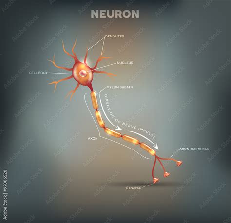 Labeled diagram of the Neuron, nerve cell that is the main part of the ...