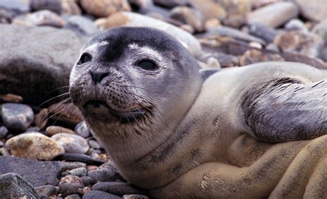 Seals and Marine Mammals of Maine – Coastal Rivers Conservation Trust