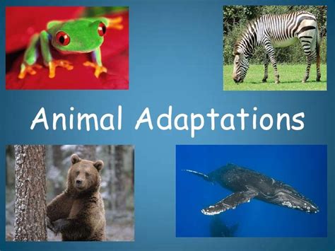 animal adaptations animal adaptations animal science  grade