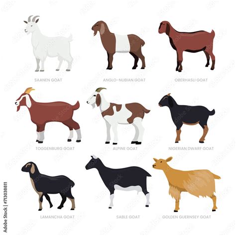 Different Types Of Goat Set Collection Breeds Of Domestic Goat Cartoon