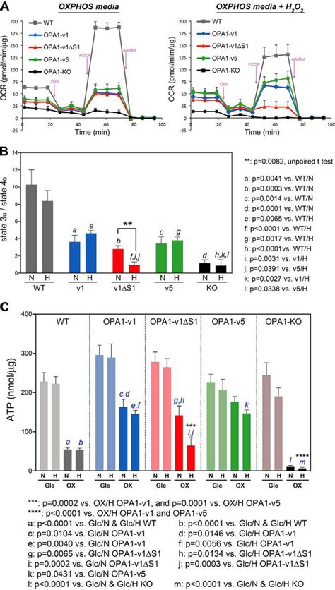 The Short Variant Of Optic Atrophy 1 Opa1 Improves Cell Survival