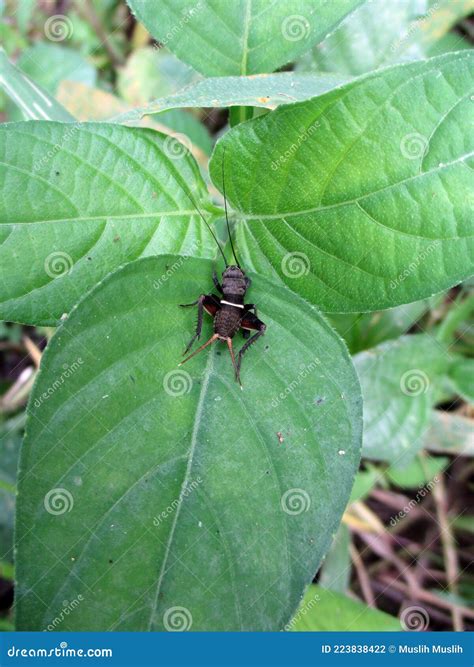 Crickets on the leaves stock photo. Image of black, antennae - 223838422