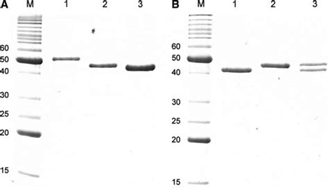 A Coomassie Stained Sdspage Of Proteins Expressed By Fusion Protein Download Scientific