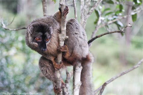 G Ran Bength Foto Vakona Forest Lodge Lemur Island