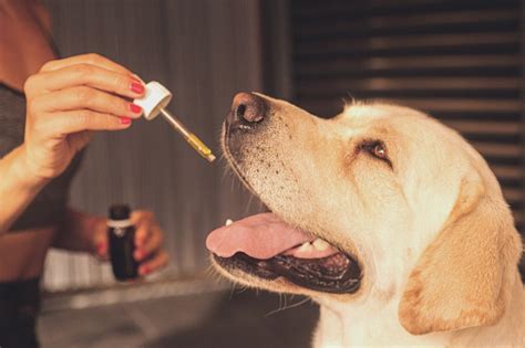 Funciona El Aceite De Cbd Para Perros Con Artritis