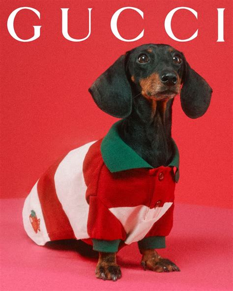 Gucci Debuts Collection Dedicated To Pets Hypebae