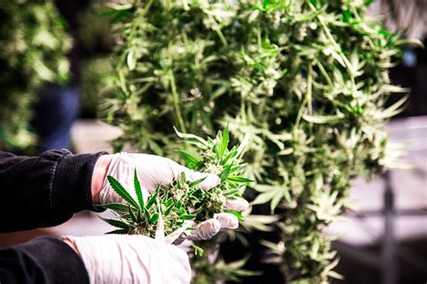 Cannabis Master Grower Practices NACPT