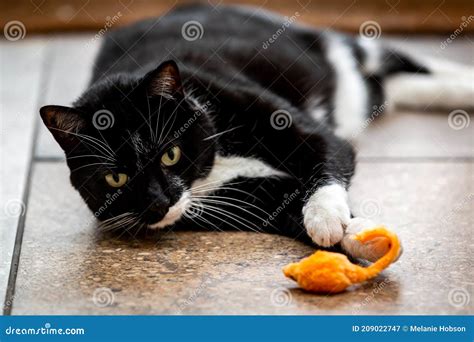 A Black And White Tuxedo Cat Playing With A Toy Mouse Stock Image