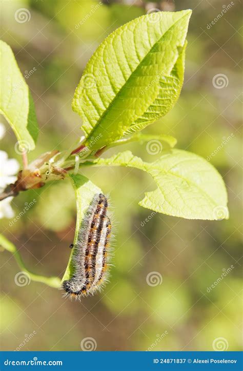 Two Worms On Green Leaves Stock Image Image Of Countryside 24871837