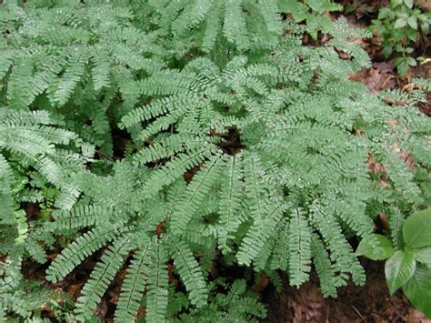 Adiantum pedatum (Pteridaceae) image 158780 at PhytoImages.siu.edu