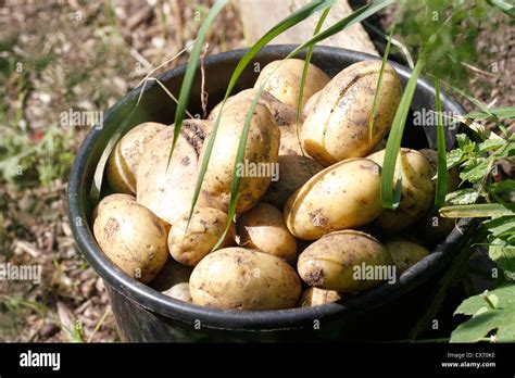 Freshly Dug New Potatoes Solanum Tuberosum Stock Photo Alamy