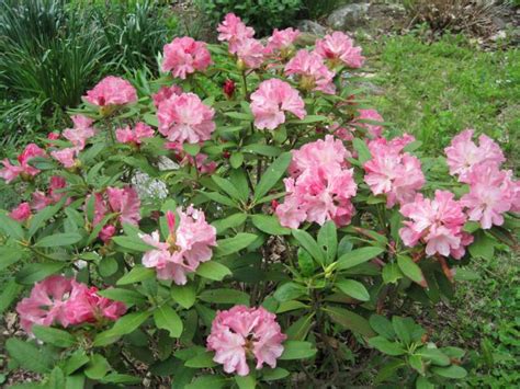 Rhododendron Care and Growing Tips | Almanac.com