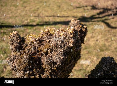 pruning  willows  spring stock photo alamy