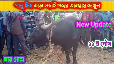 পানু সিং কাড়া লড়াই পরের অবস্তায় দেখুন💥panu Singh Kara Lorai New