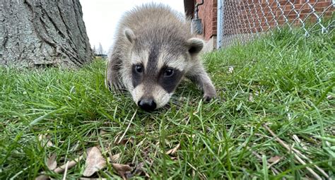 How Do Raccoons Protect Themselves Against Predators?