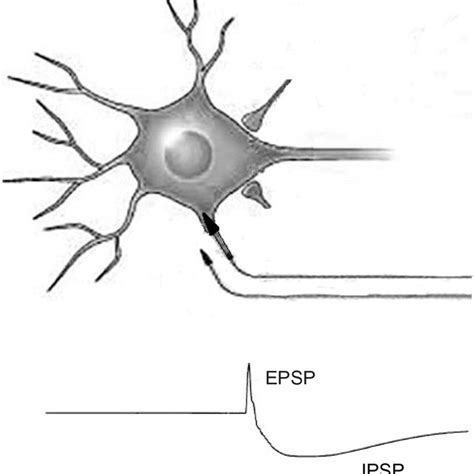 ePSP and iPSP postsynaptic potentials. Notes: electrical stimulation of ...