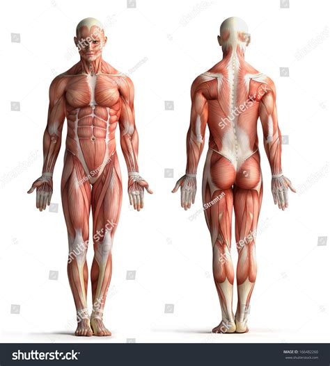 Male Anatomy View Stock Illustration 166482260 | Shutterstock