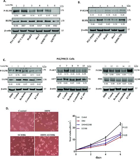 A The Expression And Activation Of Egfr In Hepatoma Cells Such As