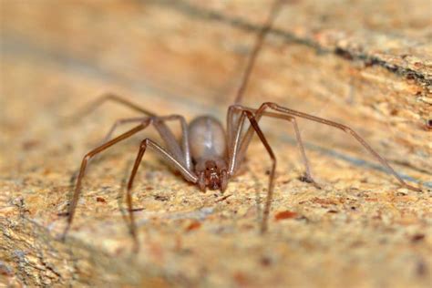 Arañas Violinistas O Araña De Los Rincones Características Hábitat Y Más