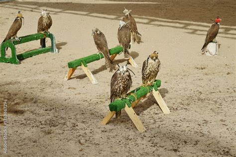 Prized hunting falcons wearing a hood cover over their head at the ...