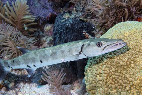 The Great Barracuda A Coastal Predator Known For Needlesharp Teeth