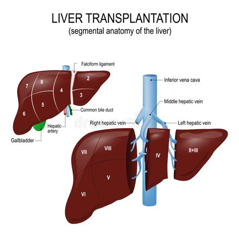 Liver Transplantation Segmental Anatomy Of The Liver Stock Vector