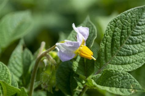 Planta De Patata De Florecimiento En Cierre Del Verano Para Arriba