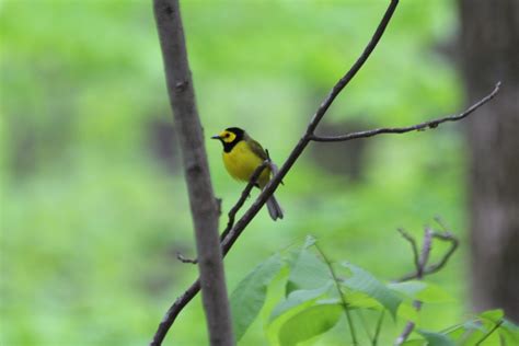 Hooded Warbler NFT