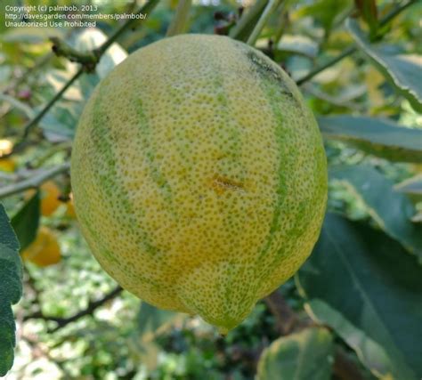 Plantfiles Pictures Citrus Lemon Varigated Lemon Sungold Citrus