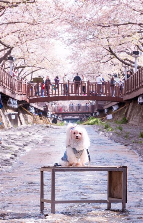 Jinhae Cherry Blossom Festival, Everything You Need to Know – Seoul ...