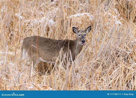 Colorado Wildlife Wild Deer On The High Plains Of Colorado Stock Image