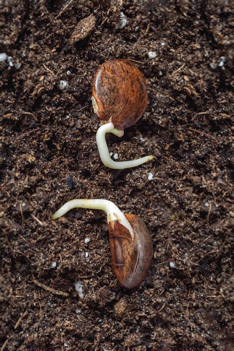 Premium Photo | Wisteria seeds with a small roots is planted in the