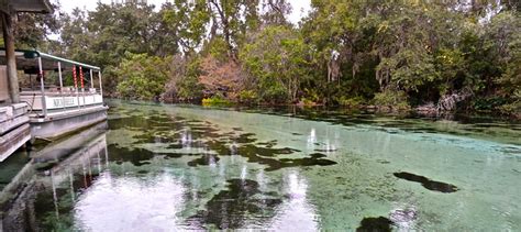 Who Wants to See the Weeki Wachee Mermaid Show?