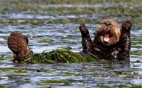 Les Photos D Animaux Sauvages Les Plus Dr Les Du Monde Entier Le Bonbon