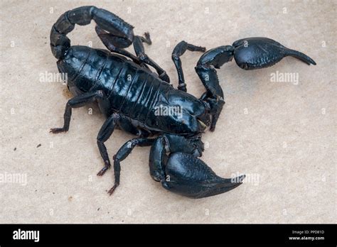 Blue Asian Forest Scorpion (Heterometrus spinifer Stock Photo - Alamy