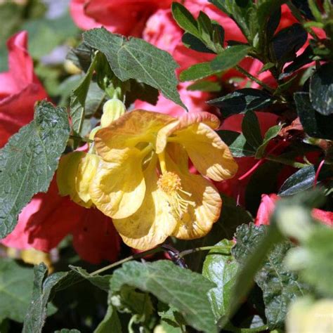 Abutilon Hybridum Apricot Glow Urban Tree Farm Nursery