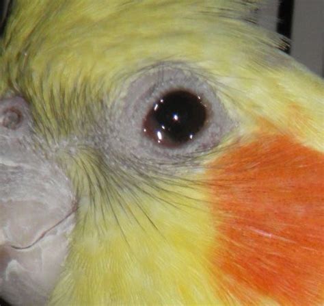 1000 Images About Blind Cockatiel On Pinterest Descriptive Words