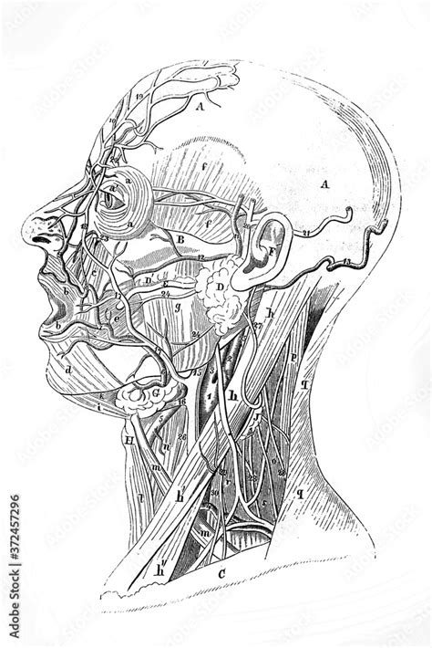 Muscles And Veins Of The Face And Neck In The Old Book Surgery Atlas By