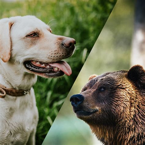 Should You Adopt A Dog Or A Grizzly Bear