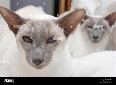 Lilac Point Siamese Hi Res Stock Photography And Images Alamy