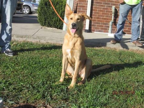 Adopt Mitch On Petfinder Yellow Labrador Retriever Labrador