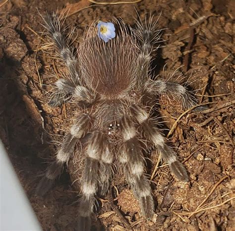 Aragog