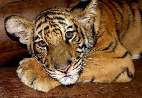 Little Tiger Free Photo Download Freeimages