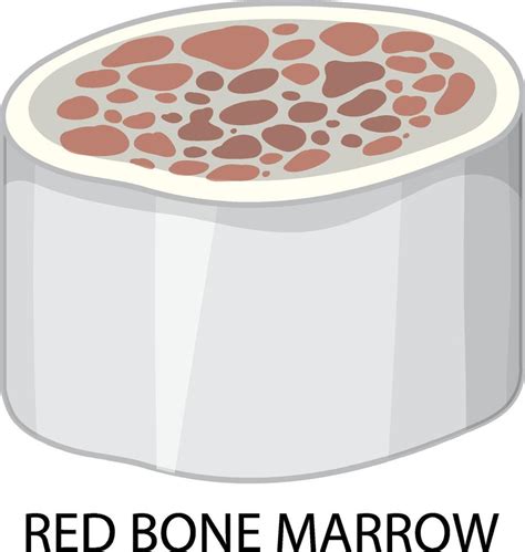 Red Bone Marrow On White Background 7252846 Vector Art At Vecteezy