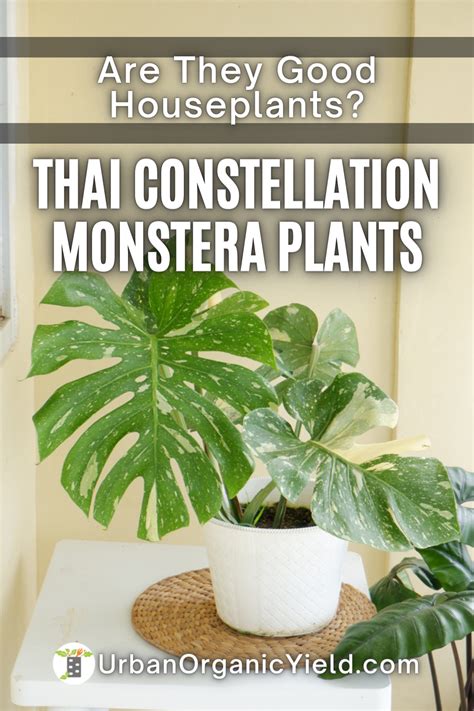 Thai Constellation Monstera Plant Care Artofit