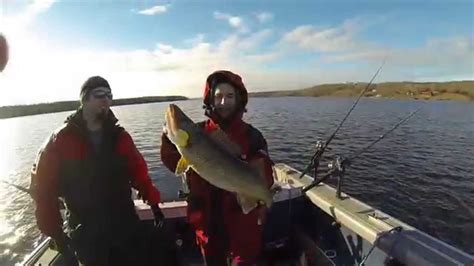 Trolling With Offshore Tackle Planer Boards For Fall Walleye Bay Of